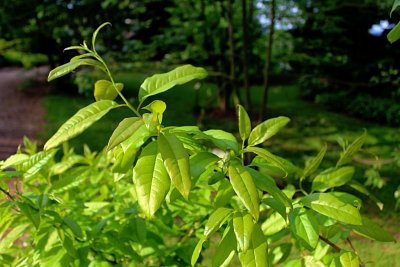 Oxydodendron arboreum - kysloun stromový - jarní větévka (2)